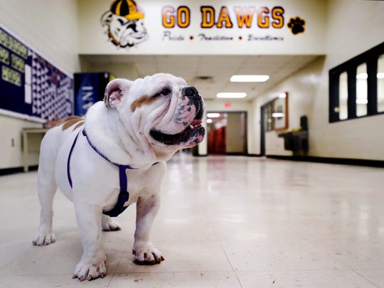 Smyrna High School gives rescued bulldog new 'leash' on life as mascot