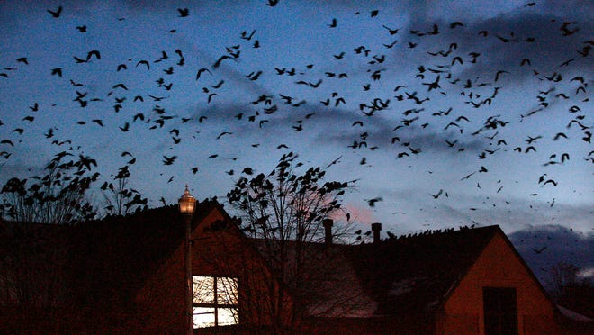 Thousands of crows roosting at night in the western Ohio city's downtown is causing concern about damage to buildings and potential health hazards from the birds' waste. (AP Photo/The Springfield News-Sun, Barbara J. Perenic)