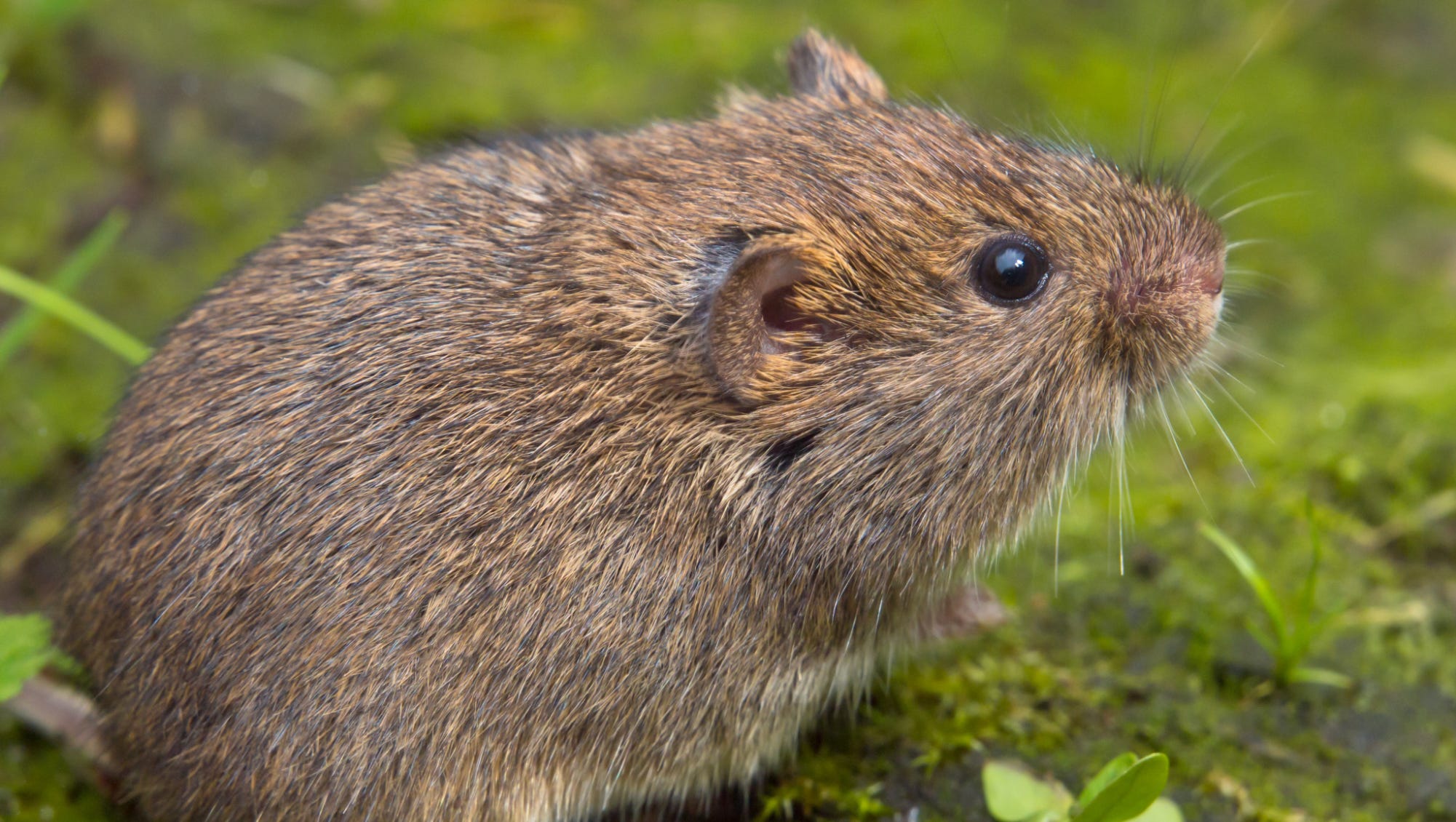 How to stop voles from eating your garden