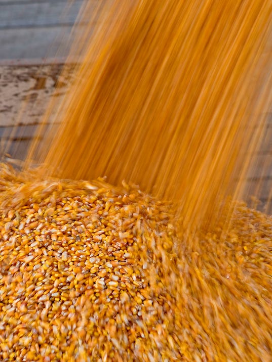 BLM CORN HARVEST A BUS USA OH