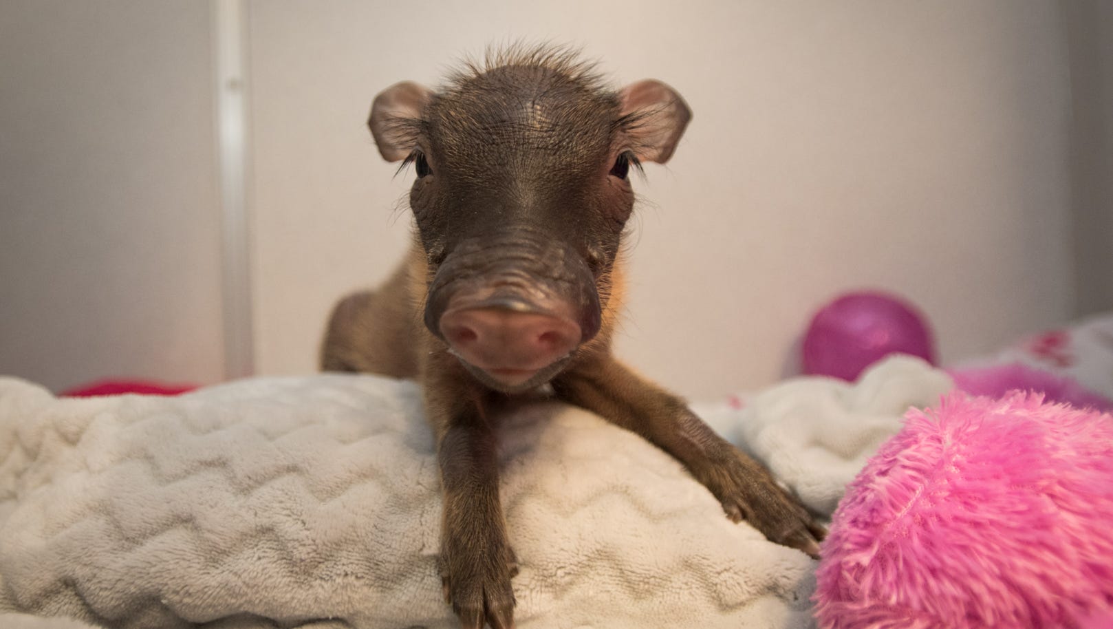 RJ, a male warthog, lounges at the Columbus Zoo and