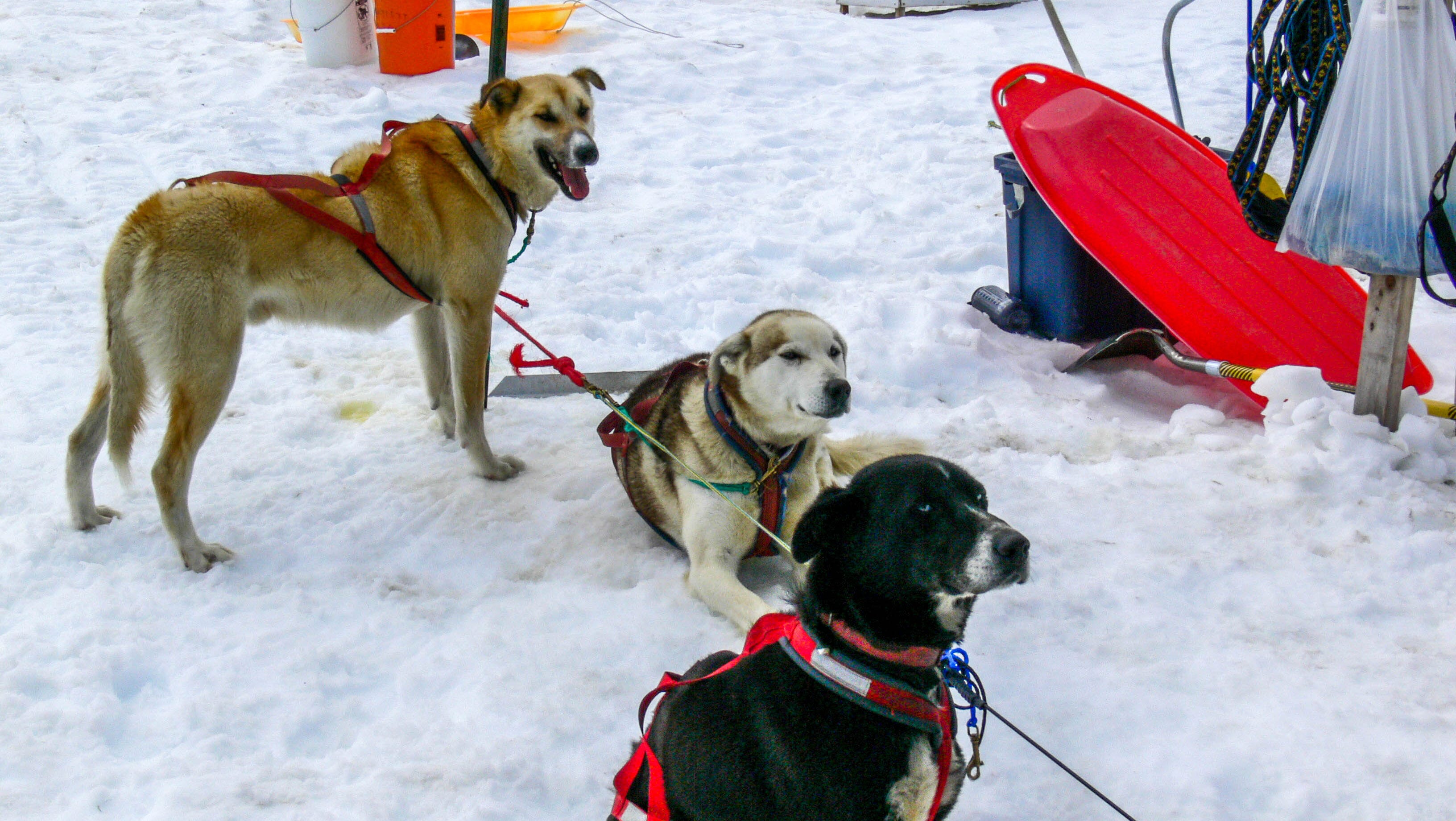Dogsledding in Alaska Best excursion ever?
