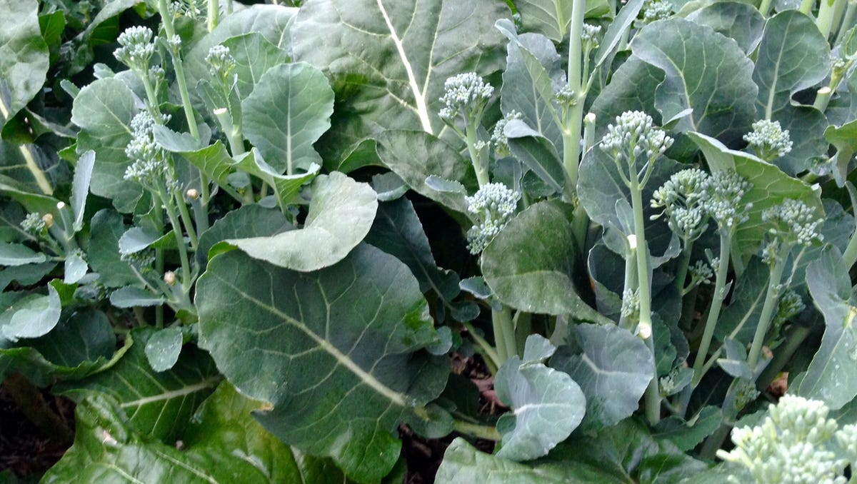 Be taught fall vegetable gardening ideas at weekly seminar
