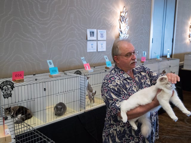 Cats Compete For Best In Show At Annual Feline Showcase