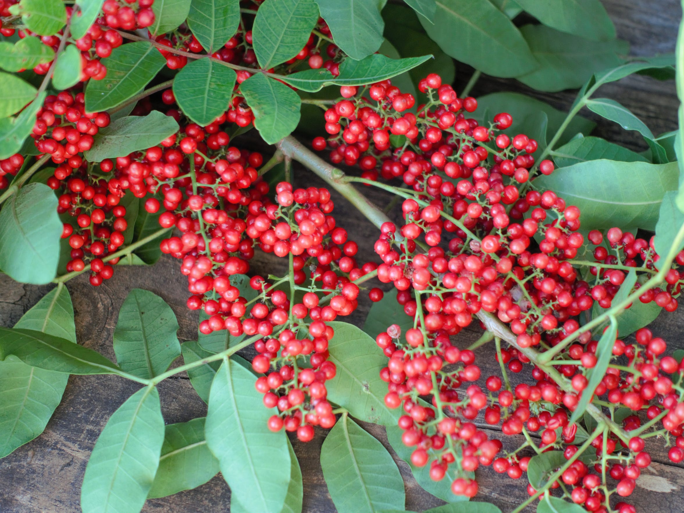 Invasive species Floridians from spearfishers to scientists fight back