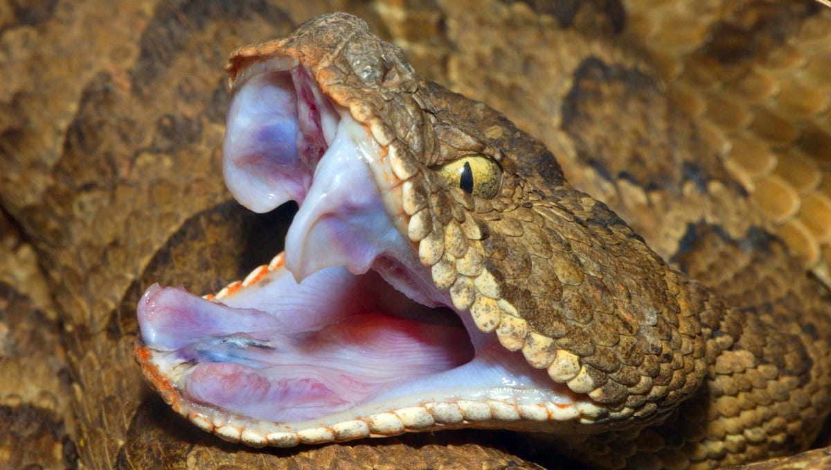 Nevada S Deadliest Animals Will Surprise You