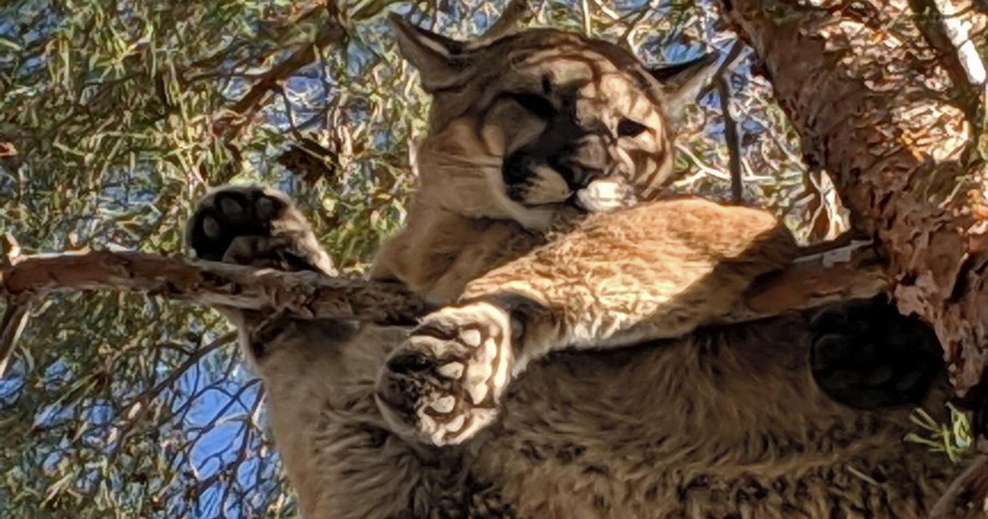 Cougar moved from tree near Calif. home