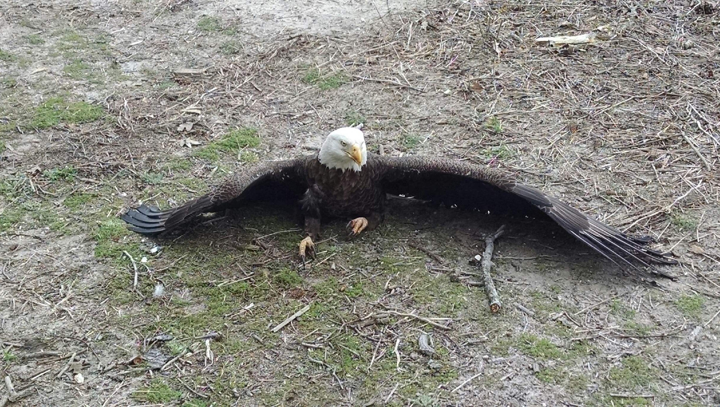 What is killing the bald eagles?