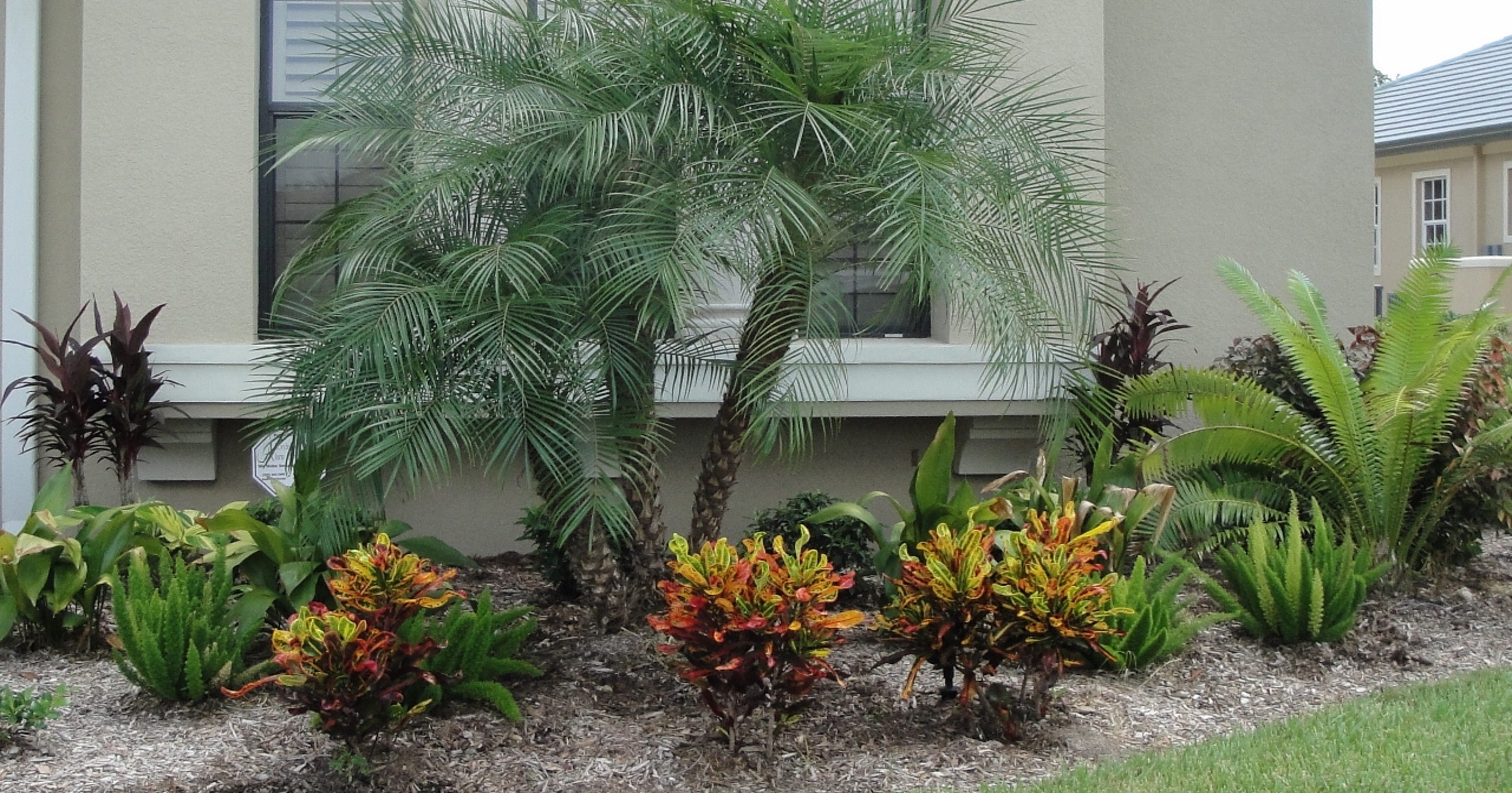 Pygmy date palms help define tropical landscapes