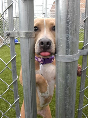 Oakland County Opens Modern Pet Adoption Center In Pontiac