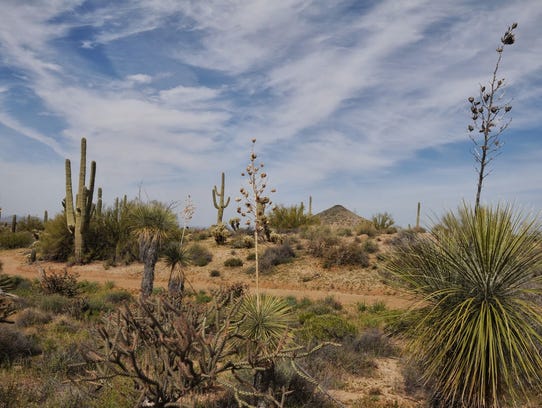 Take a family hike on the McDowell Sonoran Preserve