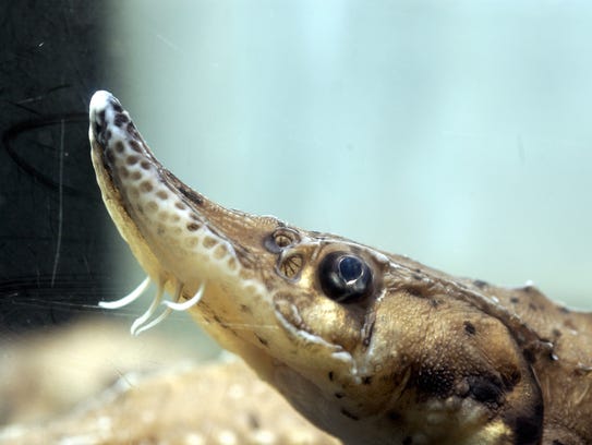Lake sturgeon are bottom-feeders who are members of