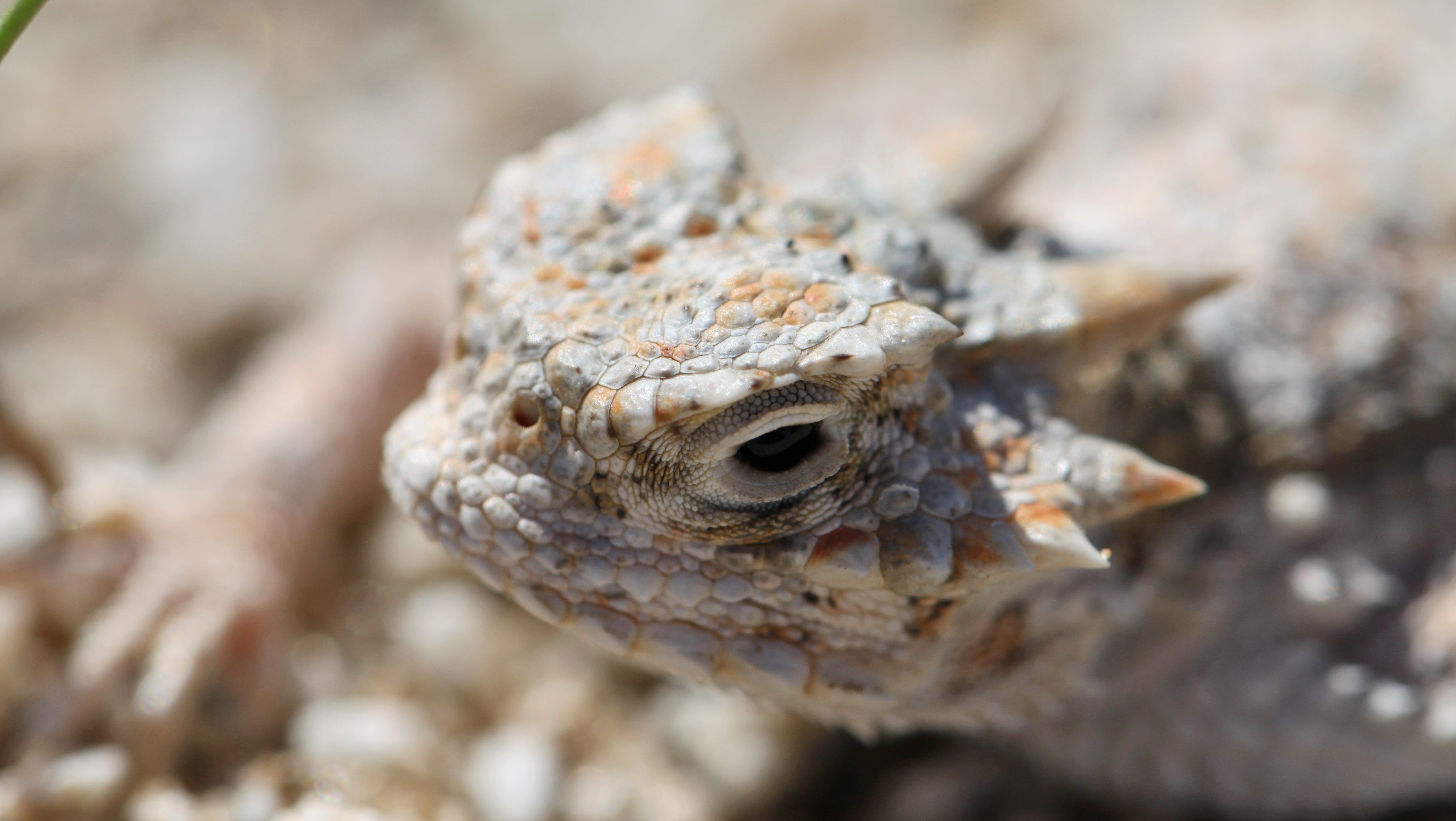 The Texas Horned Lizard A Beloved Reptile In The Lone Star State