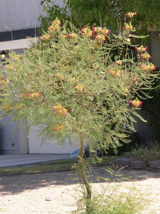 What is the proper care for Mexican Bird of Paradise?