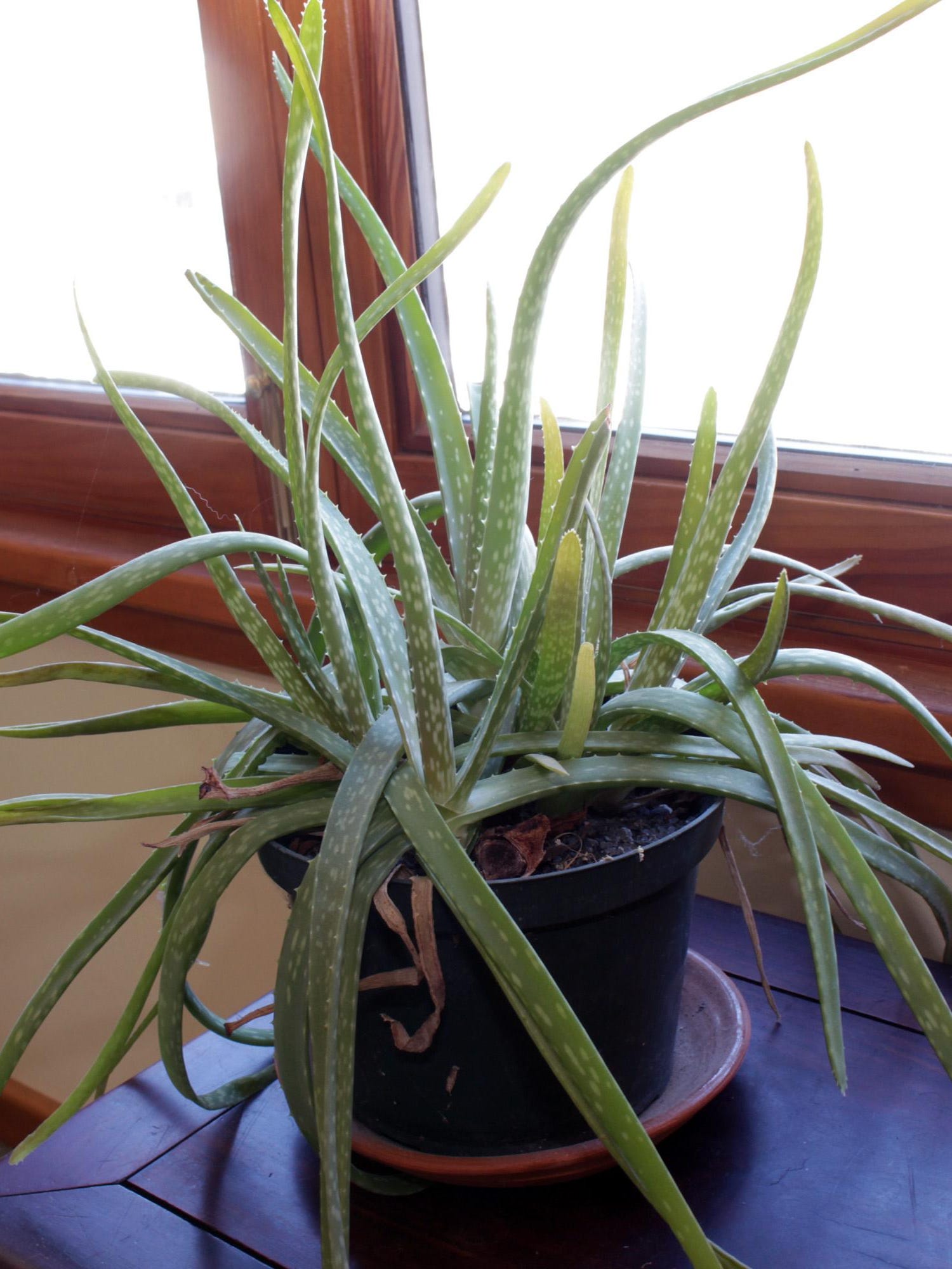 Top 14 Is aloe toxic to cats 1 Aloe Vera? Poinsettia? Which plants are safe, which are poisonous to pets