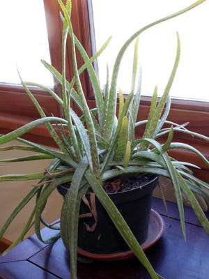 This aloe plant can go months without a drop of added water.