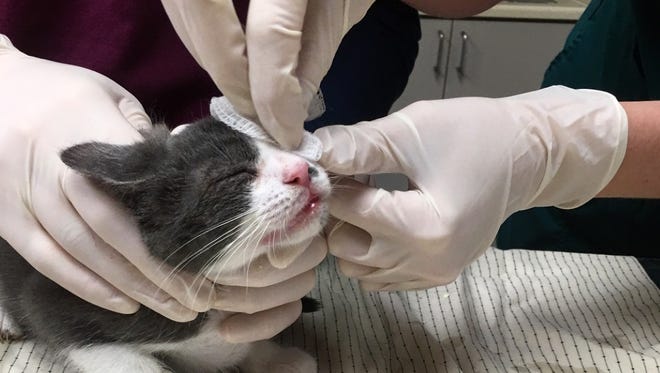 A kitten rescued from a hoarding situation in Colts Neck receives treatment for an eye problem at the Monmouth County SPCA's shelter in Eatontown.