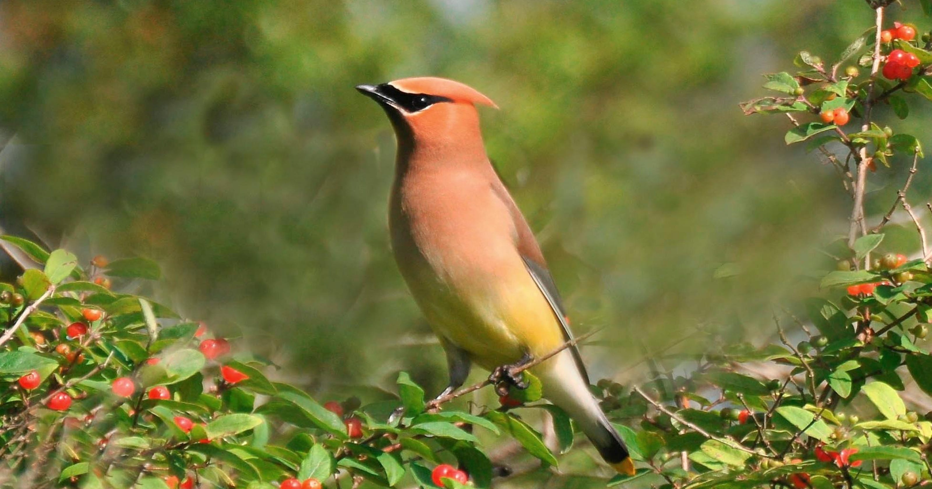 Despite their beauty, cedar waxwings once hunted