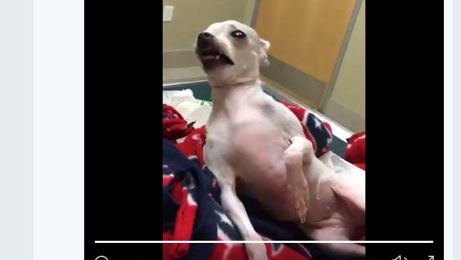 A screen shot shows a video posted to Seth Mersing's Twitter account. His dog, Rita, is seen in an animal hospital after ingesting marijuana.