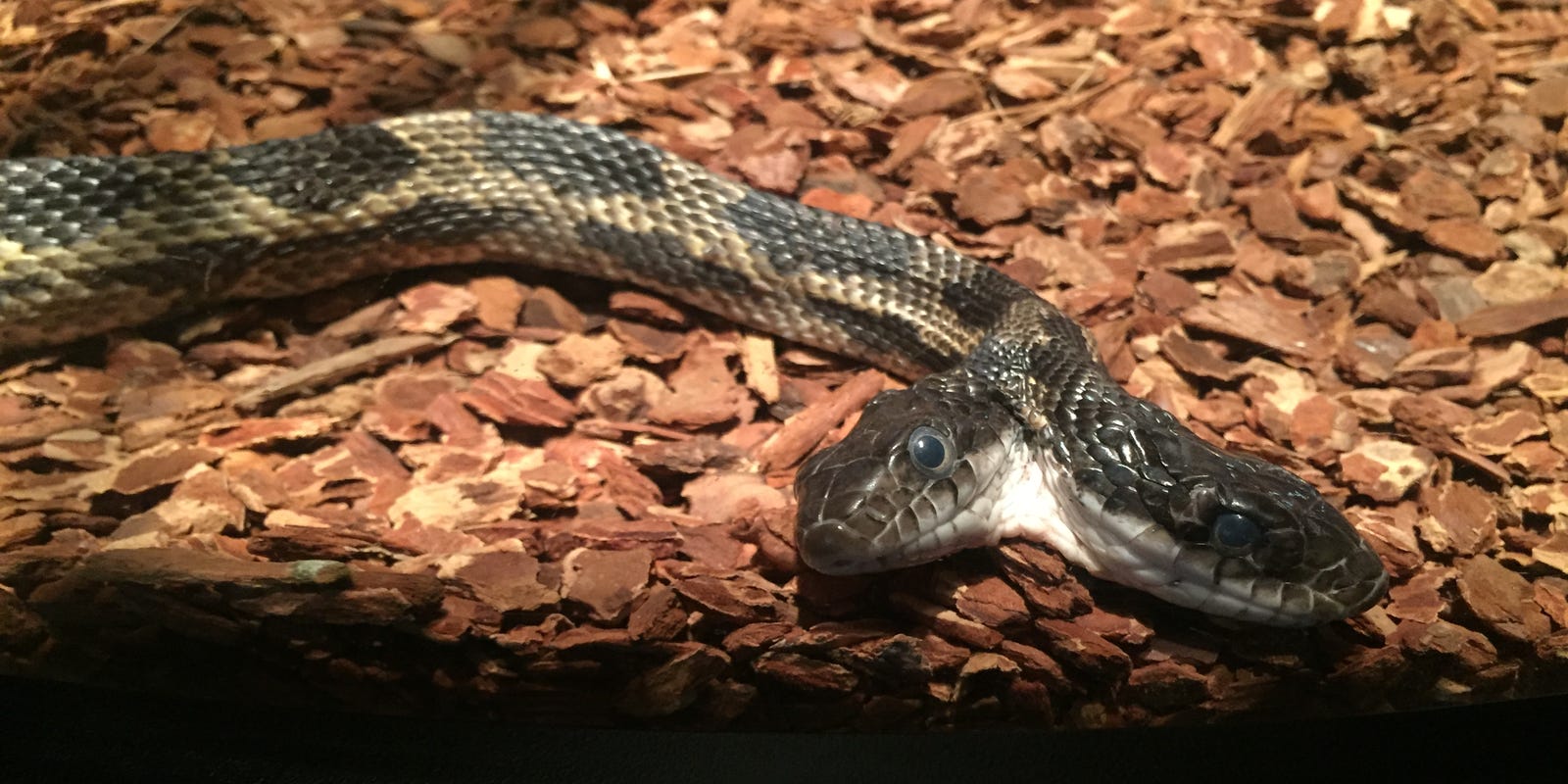 Two Headed Snake Gets New Digs