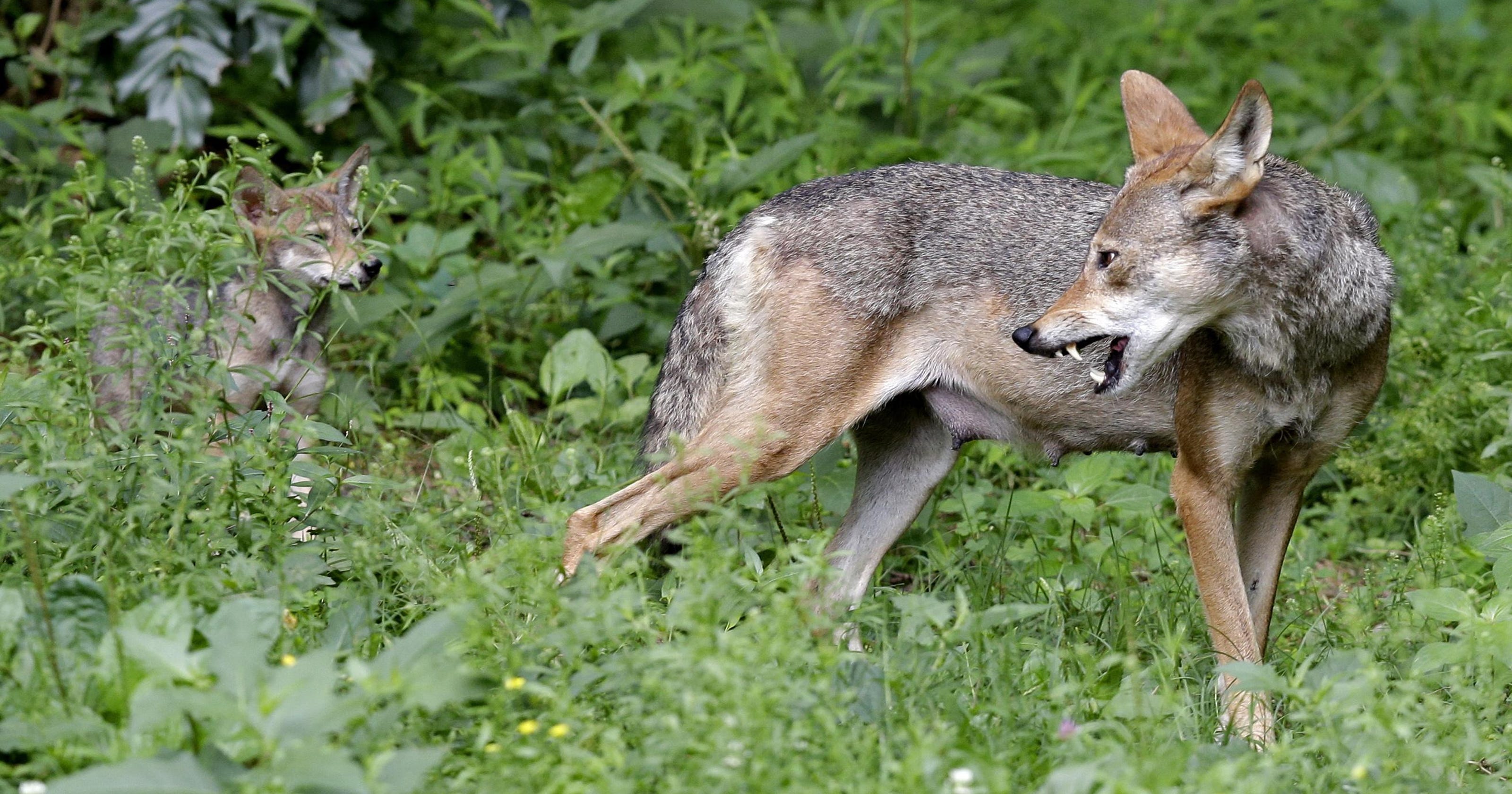 Rare red wolf DNA pops up in Texas canines