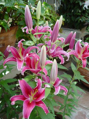The most famous lily hybrid is Stargazer which revolutionized the lily breeding world when first introduced.