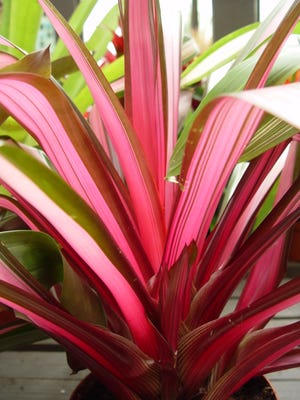 Vivid and bright bromeliads look great with clean foliage and full hydration.