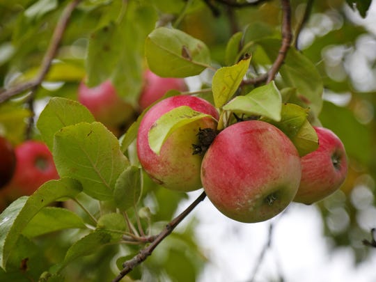 Des Moines-area pumpkin patches, apple orchards and corn ...