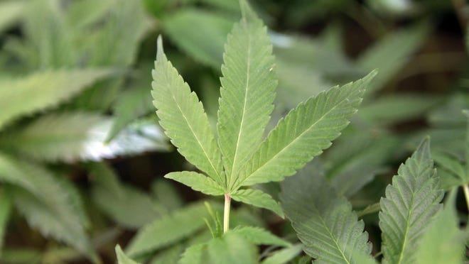 This Feb. 1, 2011 file photo shows medical marijuana clone plants at a medical marijuana dispensary in Oakland, Calif.