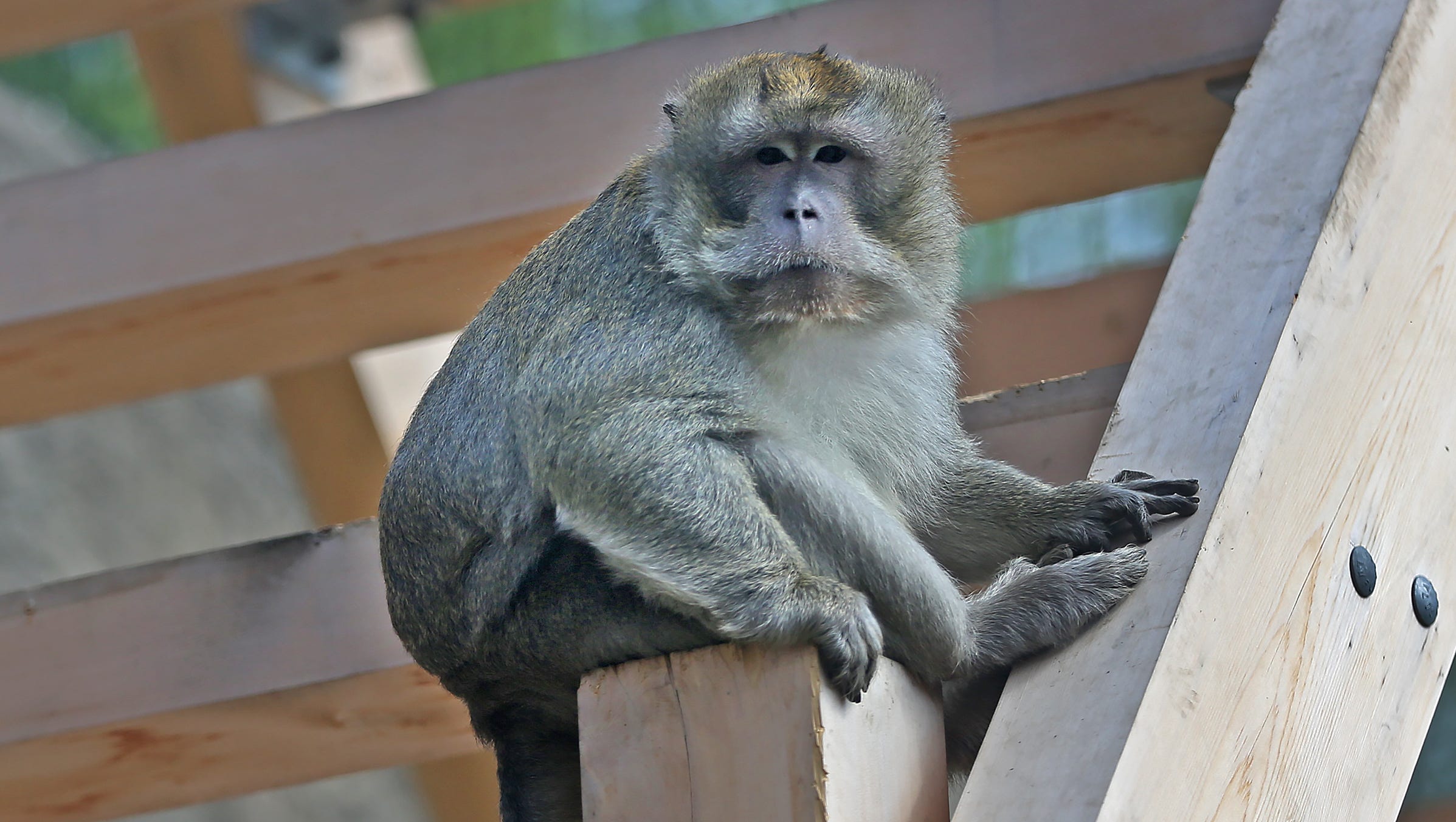 Macaque Monkeys Take Over Polar Bear Space In New Exhibit At Indianapolis Zoo