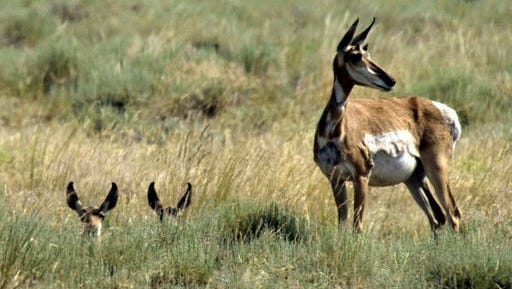 A pronghorn antelope doe keeps watch as two fawns peer out from tall grass in  southeastern Oregon's Hart Mountain National Antelope Refuge near Adel. A change in U.S. House rules making it easier to transfer millions of acres of federal public lands to states is worrying hunters and outdoor enthusiasts who fear losing access. Lawmakers earlier this month passed a rule eliminating a significant budget hurdle and written so broadly it includes national parks.