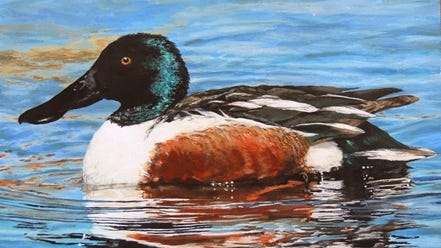 Adam Novey’s artwork was chosen as the 2014 Wisconsin Best of Show Junior Duck Stamp. Students have until March 15 to enter this year’s contest.