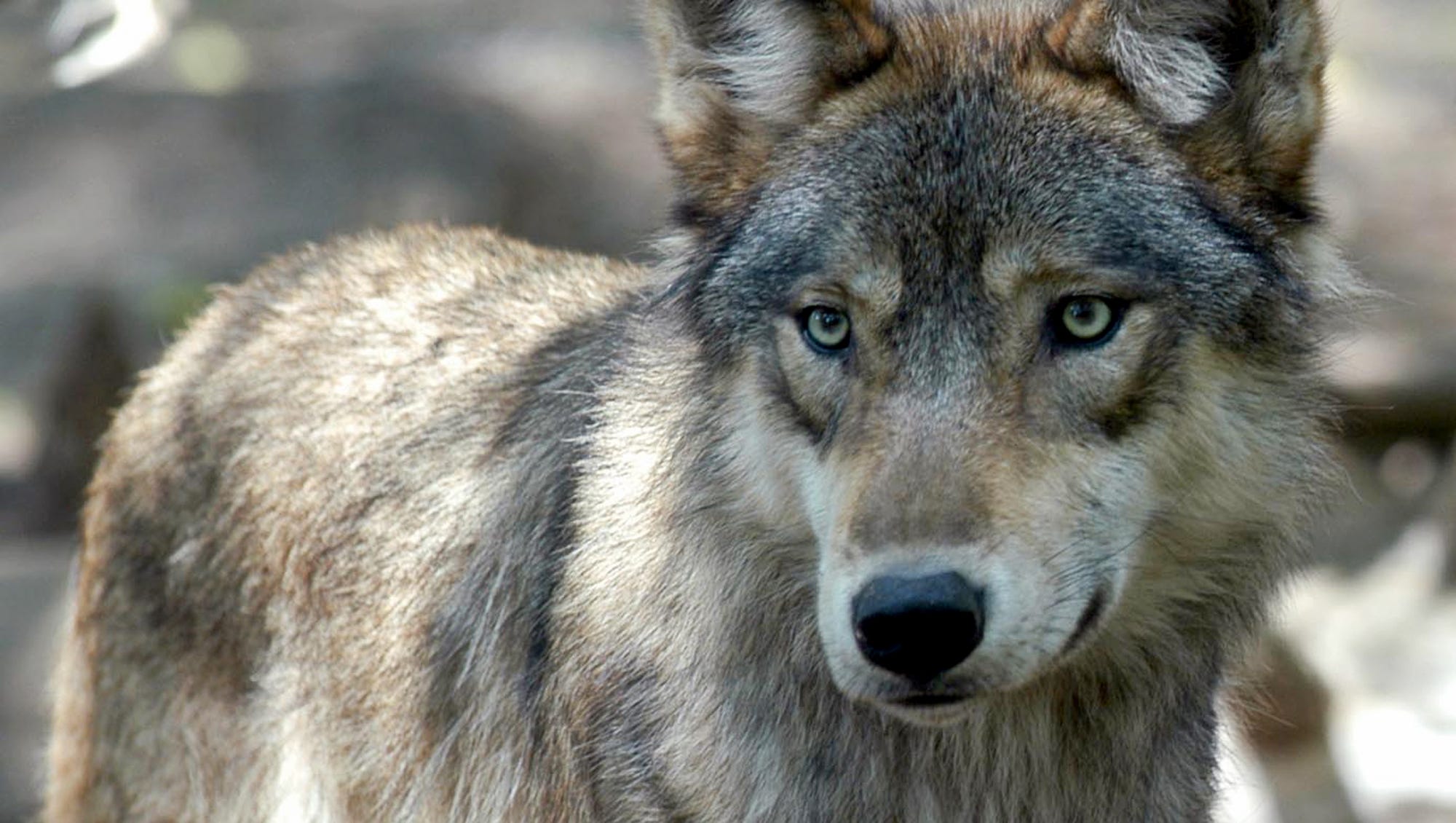 R wolf. Волк canis Lupus. Сибирский волкособ. Canis Lupus cubanensis. Монгольский волк.