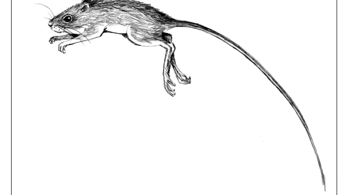 Jumping mice Longtailed leapers on the move