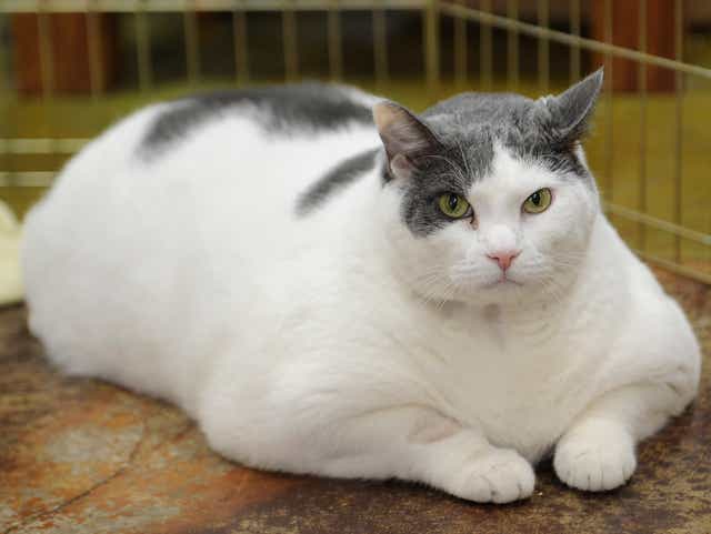 Heart Ailment Claims Fat Cat Whose Story Went Viral