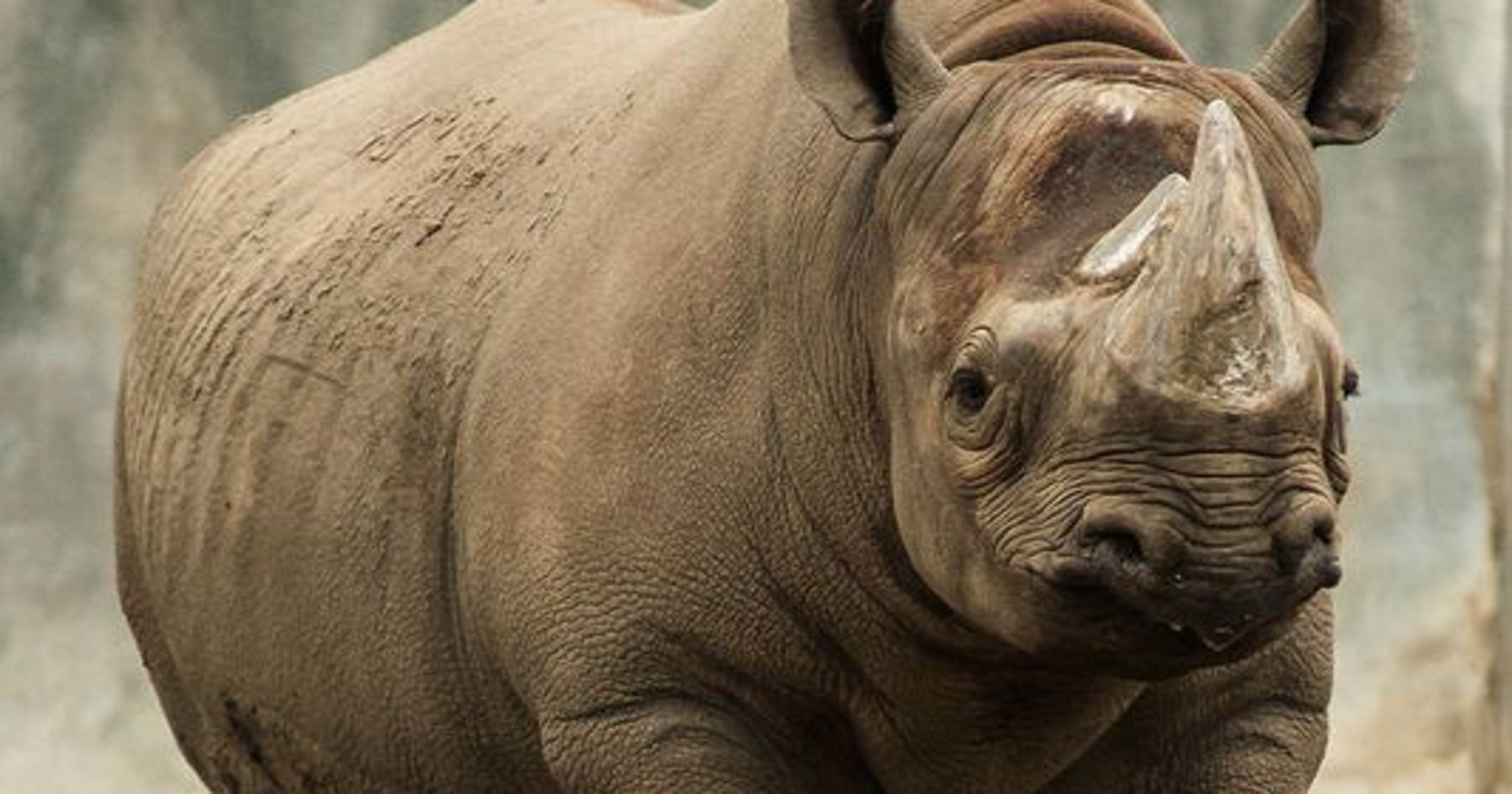 Rare eastern black rhino dies at Lansing zoo