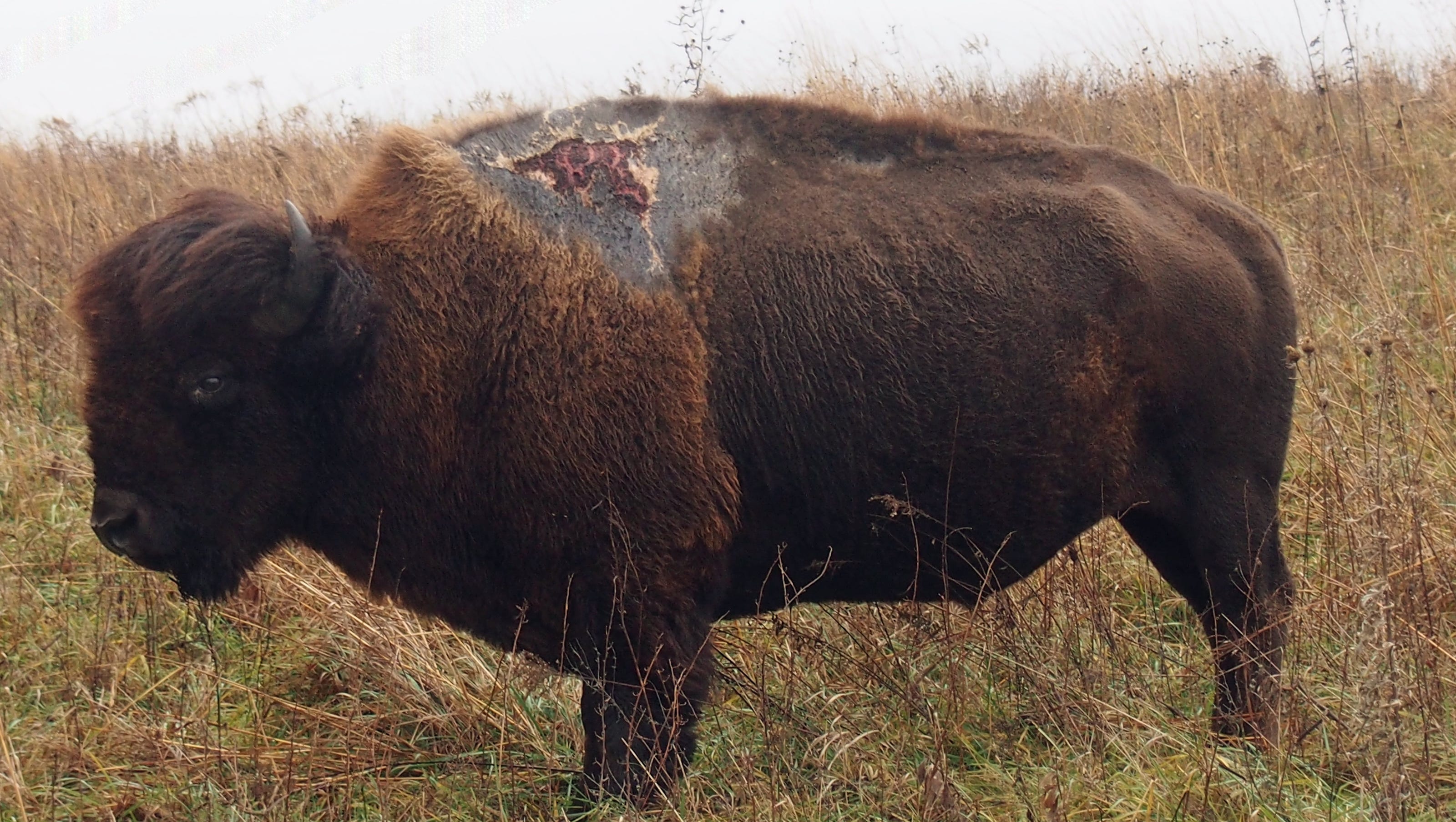 This Iowa bison was spotted — after surviving a lightning strike in 2013