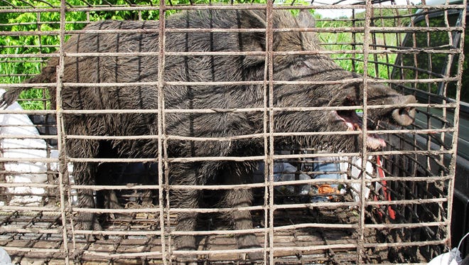 In this April 30, 2012 photo provided by trapperjohnschmidt.com, a feral hog caught by trapper John Schmidt is caged in New Orleans. An estimated 5 million swine, descendants of both escaped domestic pigs and wild Eurasian boars imported by hunters, do about $800 million in damage a year to farms nationwide. Damage outside farms and population control bring the annual total to $1.5 billion. (AP Photo/trapperjohnschmidt.com, John Schmidt)