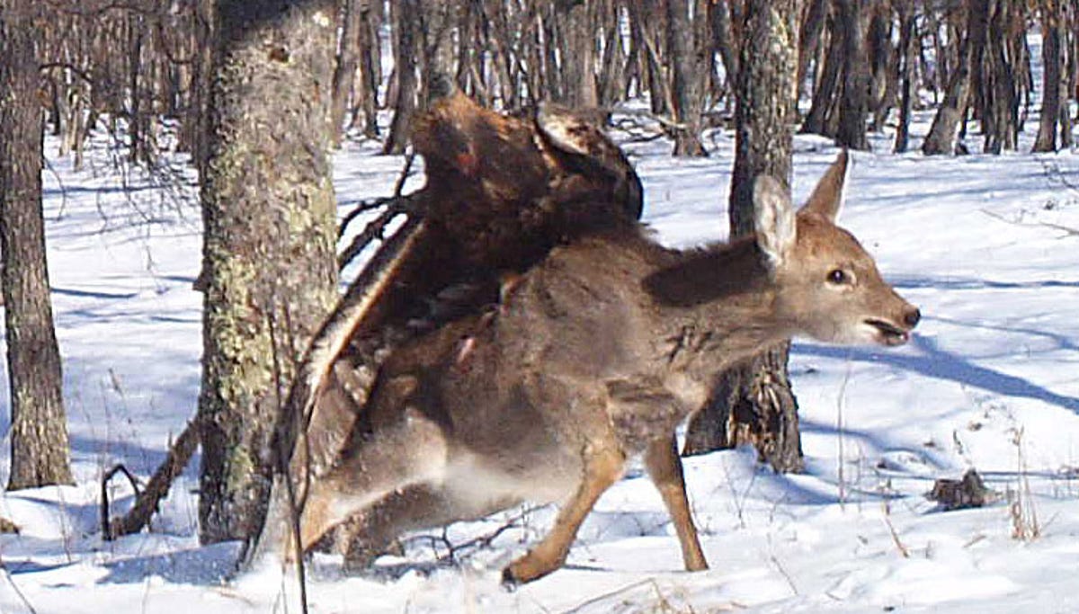 Eagle Caught On Camera In Rare Attack On A Deer