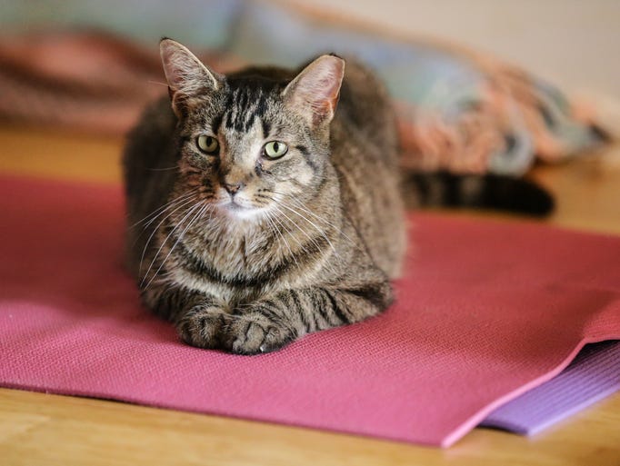 Cats on Mats catinfused yoga class at Irvington Wellness Center