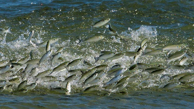 Millions of mullet are making their way out of inlets and heading south along the coast during their annual migration.