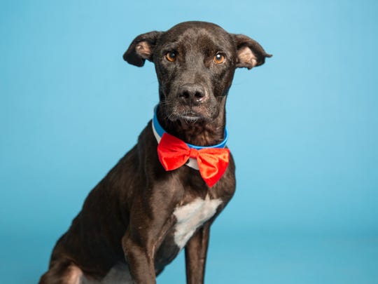 Adopt a pet: Inseparable siblings and more in Phoenix-area ...