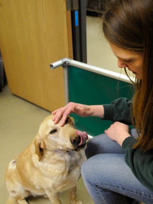 Marit Ortega, manager of fund development at the Tri-County Humane Society, pets a yellow lab who was found shot several times in Avon Township this week.