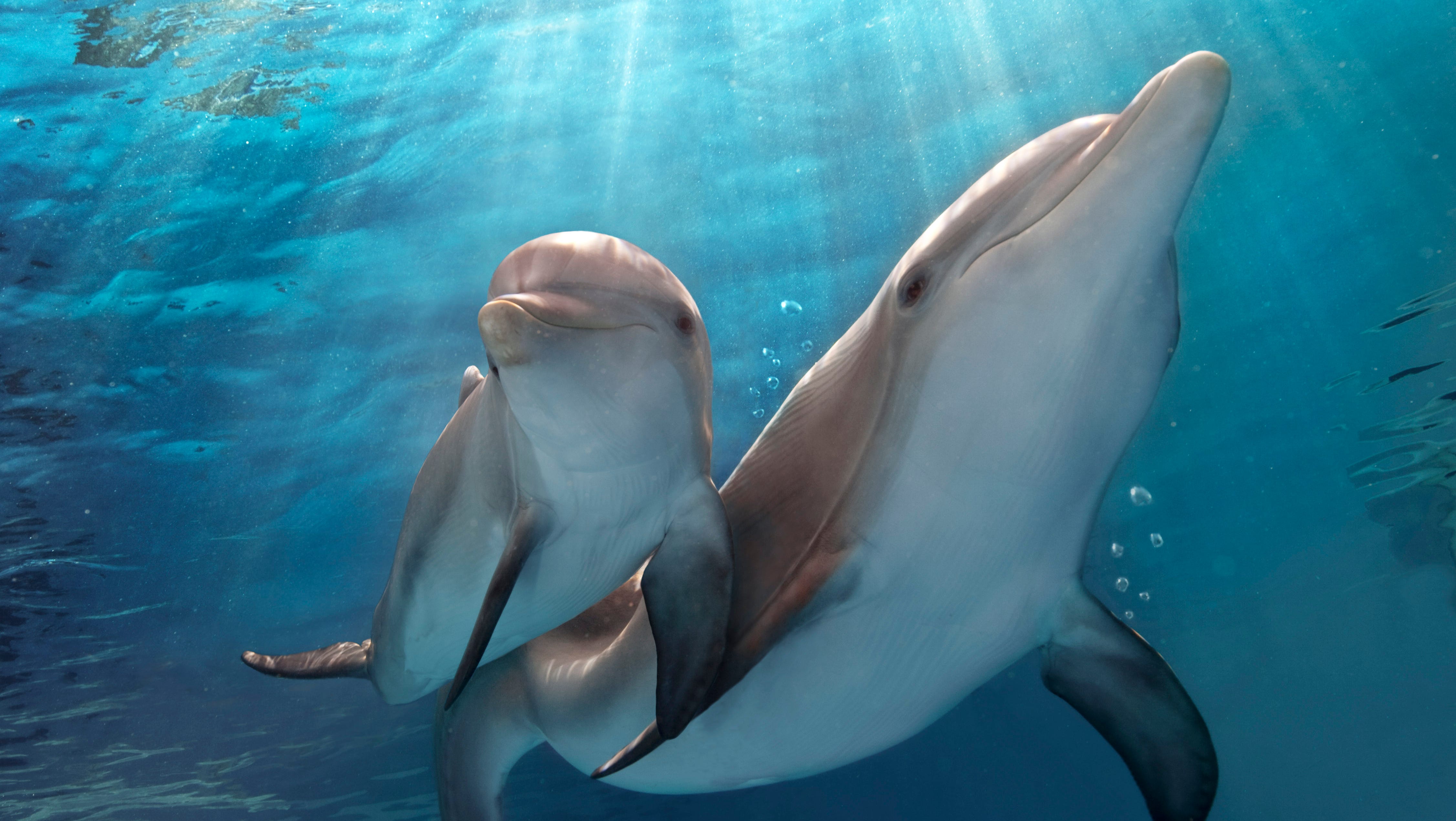 Dolphin Tale 2 Hits Family Film Sweet Spot