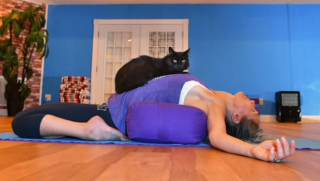Beatrice Phillips, owner of Inverted Elephant Yoga in Titusville, shows some yoga poses with one of her cats, Blacky. The upcoming "Meowga' class, which is a yoga class that includes SPCA cats, is sold out, but there will be at least one future yoga class with the felines.