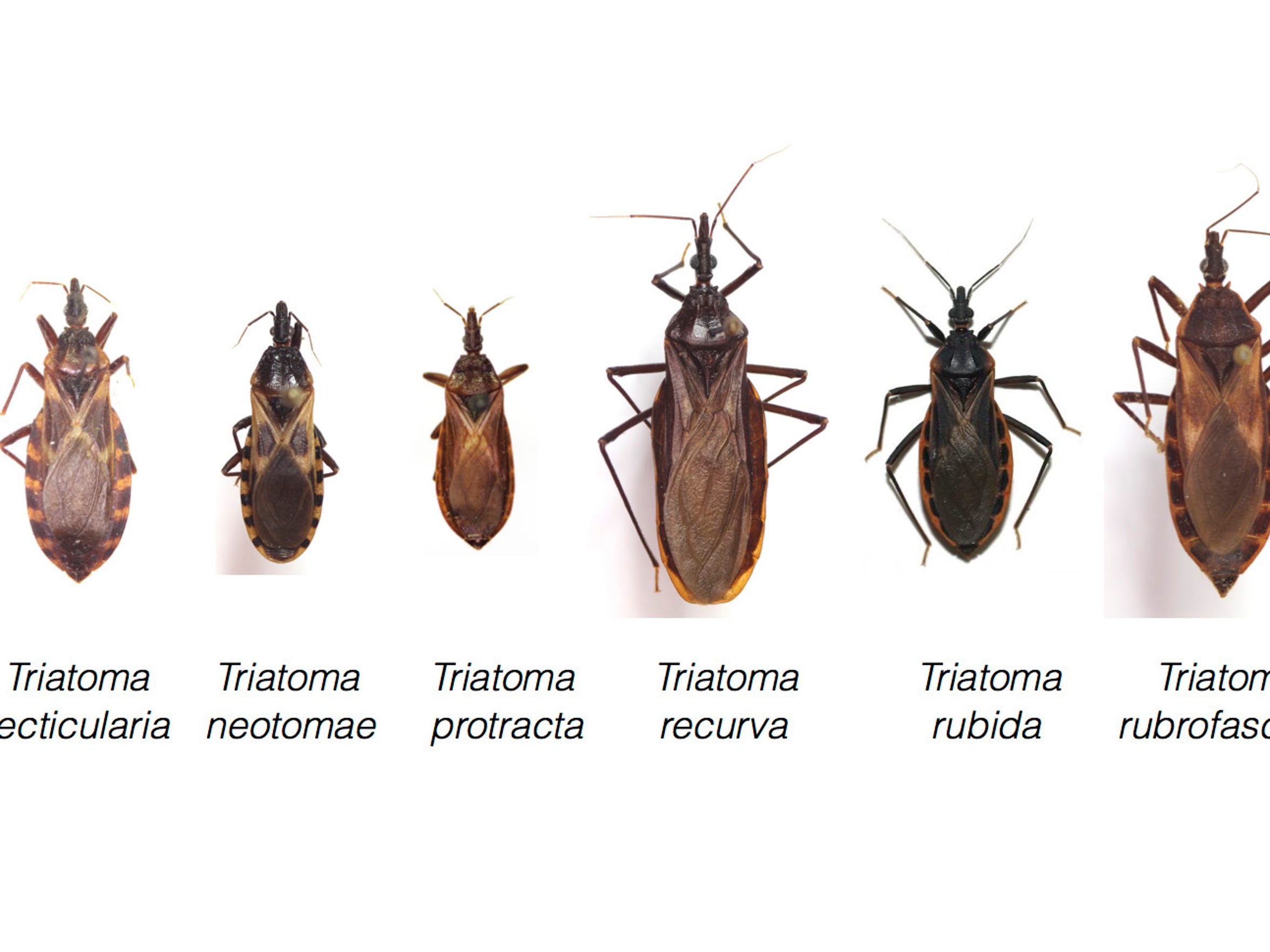 Texas has 11 types of kissing bugs and all carry deadly Chagas disease