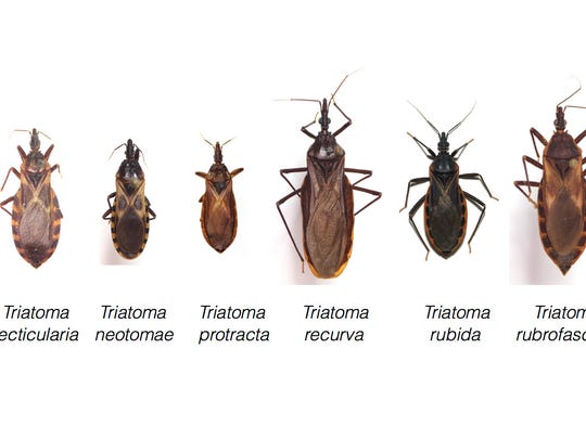 Insidious Kissing Bugs Bite Texas Woman She Fears Chagas Disease