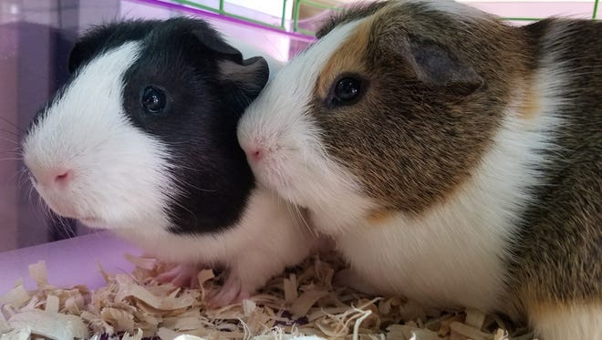 Abbott and Costello were surrendered to the shelter, because their owner could no longer care for them. They are adult guinea pigs who would like to find a home together. They’re sweet boys.