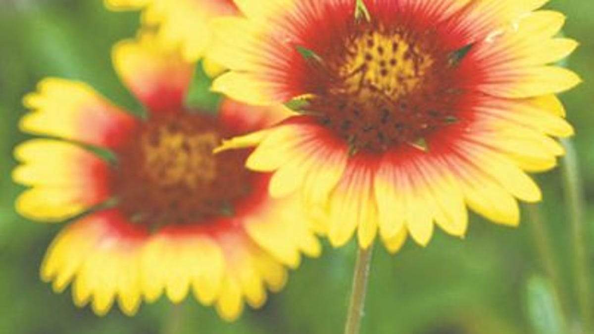 5 Things Best Native Florida Plants To Use For Xeriscaping