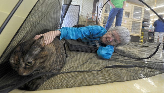 "She's my scaredy cat." says Georgette Wolf, a volunteer with the SPCA, as she pets Zoe inside a tent at the Petco in Springettsbury Township on Feb. 20. Wolf puts the cats in the tent to give them attention while their cages are being cleaned.